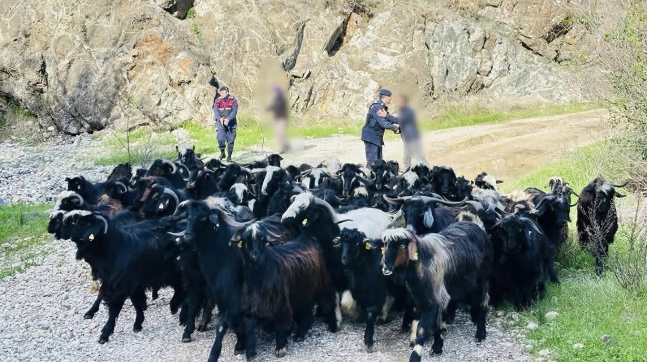 Aksu’da kayıp 55 keçi bulundu