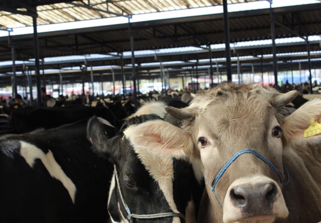 Burdur Canlı Hayvan Pazarı üreticilere yeniden kapılarını açtı