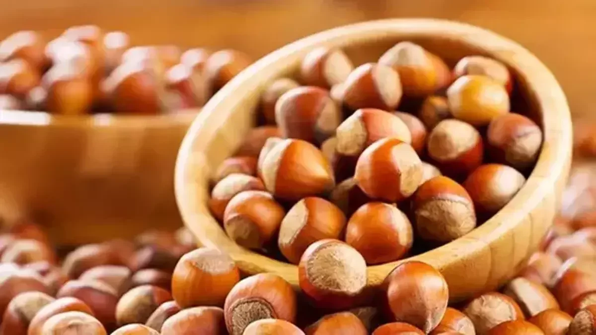 Giresun fındığı dünya değerlendirmesinde